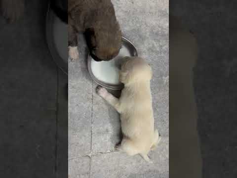 cute puppies enjoying milk ❤️ #trending #viral #animals #youtubeshorts #dog #doglover #reels #shorts