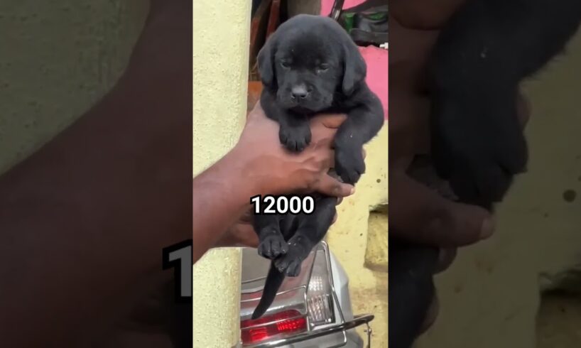 cute puppies for sale