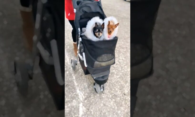 cute puppies ❤️❤️ #music #remix #dnb #beats #phonk #viral #shorts