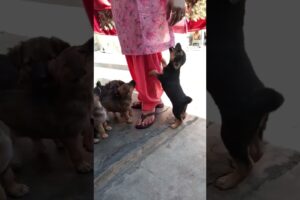 cute puppies playing🐕🐕🐶🐶🥰#shortvideo #youtube #Animal lover #puppyentertainment #cute #puppy