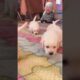 cute puppies 🐕🐕🐕 #puppy #dogsound #puppyentertainment #dog #cute #labrador #funny #frenchie #viral