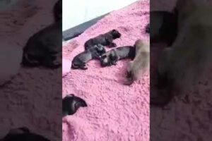 #cute #puppies #shorts