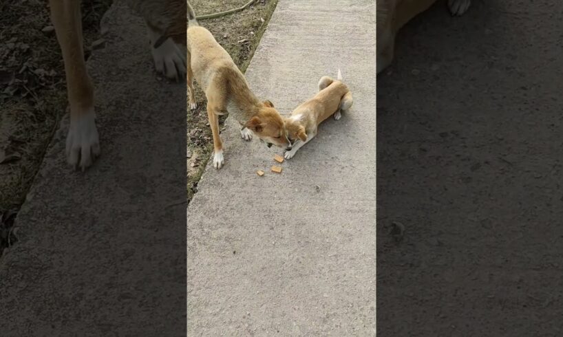 cute puppies #shorts #puppy #dog #cute #doglover #cutepuppy #animal #puppydog #youtubeshorts