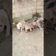 cute puppies 😍😍 #shorts #vairal