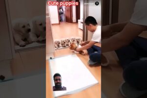 cute puppies the owner give training 😂🤣💖