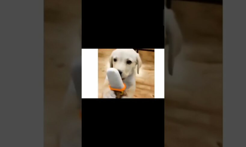 cute puppies ❤️.                                       #trending#cutedog#cutepuppies#doglover#cute