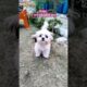 cute puppies 🥺❤️‍🩹 #youtubeshorts #shortsfeed #shorts  #funny #funnyvideo #cute #cutebaby