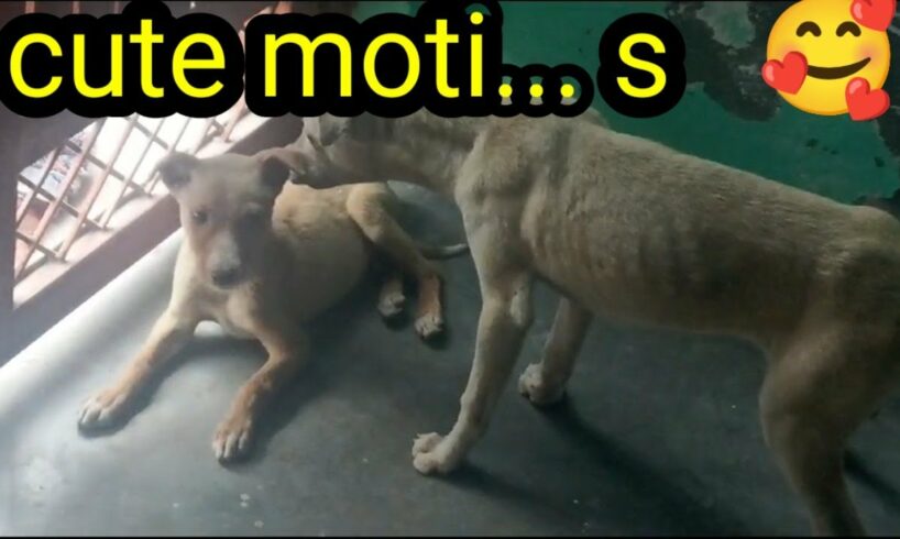 cute puppies#dog #trending #short #youtube shorts😴😴 🙏🙏🙏