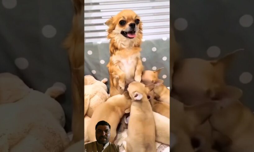 cute puppies😁🥰🥰#doglover #dog#dogshorts #adorablepets #cutedogs#dailydog#dogcatvideos#doge#pet