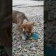 #cute #puppy #playing #shorts #viral #puppyvideos #shortvideo #pets #ytshorts #cuteness