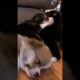 cute puppy sleeping #cute #puppies #ytshorts #shorts #cutebaby