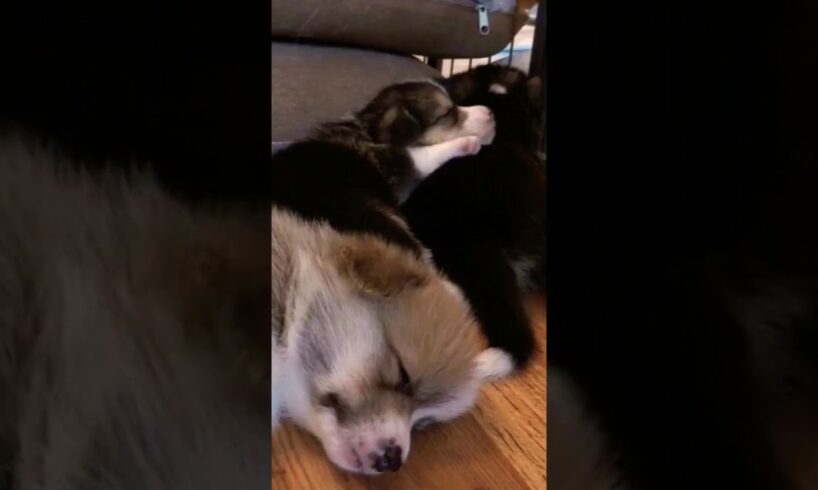 cute puppy sleeping #cute #puppies #ytshorts #shorts #cutebaby