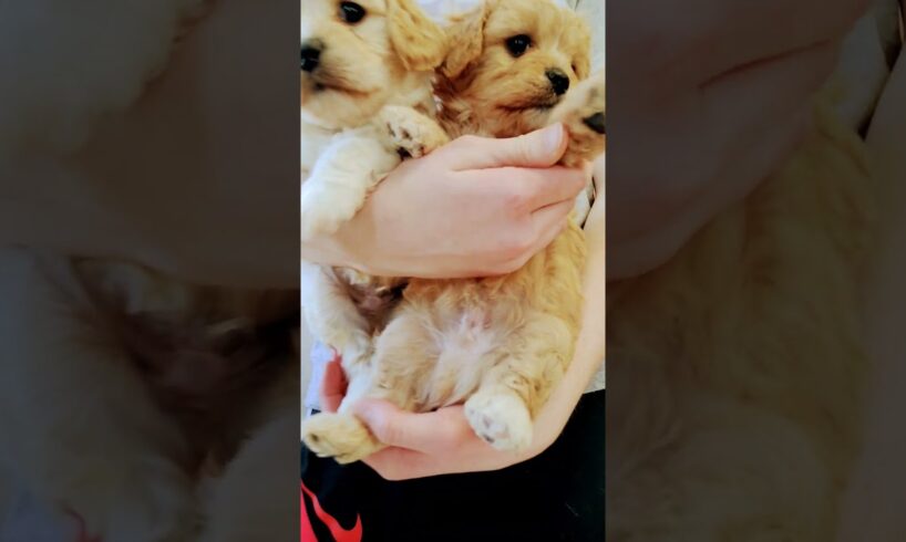 cutest puppies EVERRR!!!