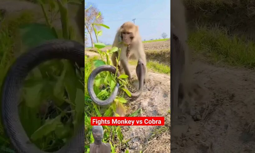 fights Monkey vs Cobra