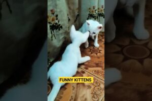 funniest animals | kittens playing - 7 #music #cover #kittens #funniestanimals #funniest #shorts