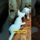 funniest animals | kittens playing - 7 #music #cover #kittens #funniestanimals #funniest #shorts