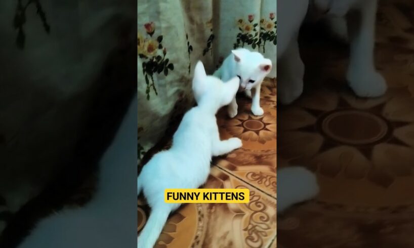 funniest animals | kittens playing - 7 #music #cover #kittens #funniestanimals #funniest #shorts