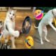 funny animal videos | Unknown Pets | #animals #shortvideo
