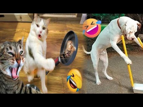 funny animal videos | Unknown Pets | #animals #shortvideo