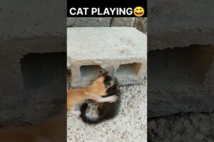funny cat videos|| cat playing|| oo animal