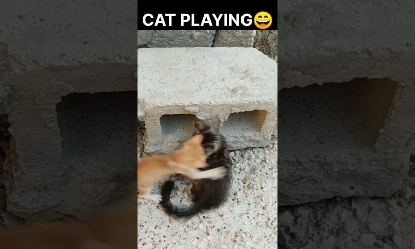 funny cat videos|| cat playing|| oo animal