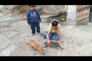 funny cats | The children are going to feed the cat | 😇😇 #cat #cats #kitten @Love4Pets
