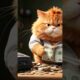 ginger cat Kitty cat cute Pawsome Gazette #short #kittens #gingercat #animals#PawsomeGazette🐱🐱🎼