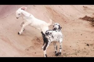goats 🐐baby are playing | goat baby | animals video | animals shu video #126