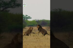 lion fighting | "Roaring Battle: Lion Fights for Survival in the Wild"