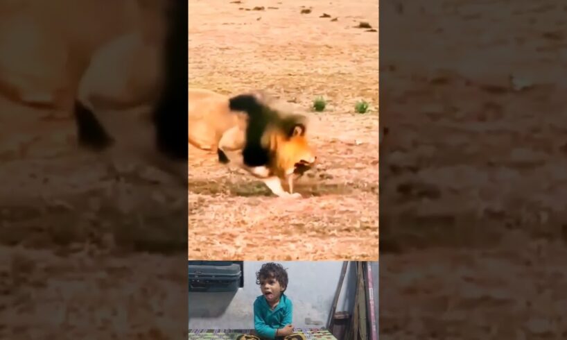 lion playing a impala baby....