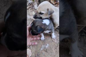 little baby puppy #puppy  #dog #dogspecies #animals #dangerdog #reelsfb #dogbreeds #fyp #fypシ #fypシ゚