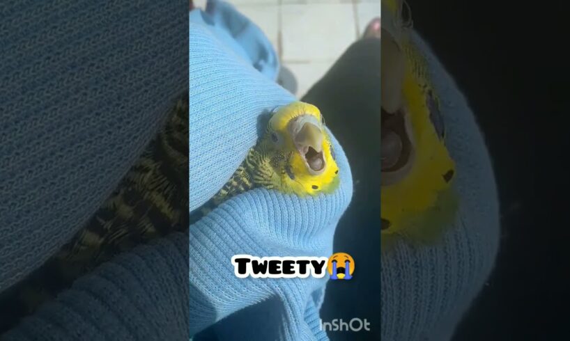 my budgie died 🥺🥺Rip Tweety l you are the best bird fly high l #budgies