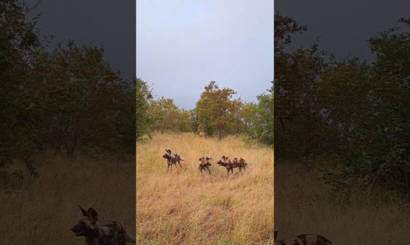 play time for the wilddogs #wildlife #big5safari #doconsafari #safari #animals #safarilife #nature