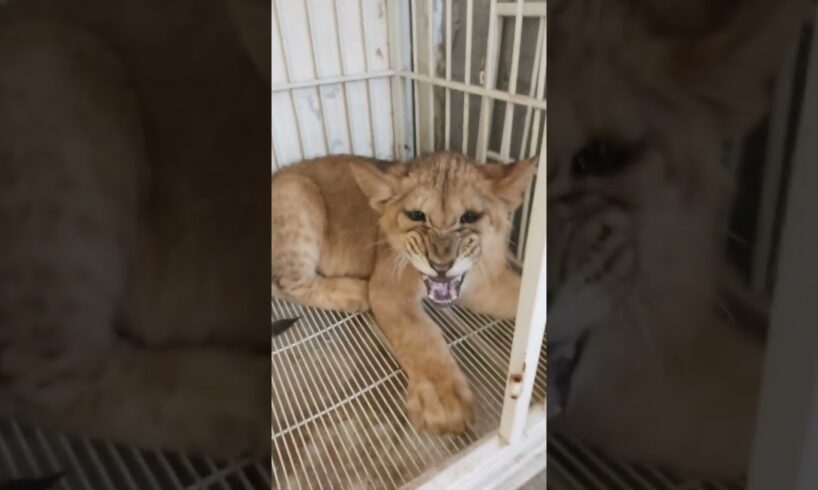 playing with Lion Cub #lion #animals #lioncubs #shorts #short #shortvideo