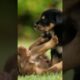 satisfying cute puppies playing together.     #nature #puppy #viral #shorts