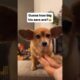 secrets of the cutest puppy #viral #shorts #funnyfails