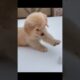 #shorts 75 Cutest Puppies Ever  - Watch and Smile #doggodiaries #dog #cutedoggos #puppy #adorabledog