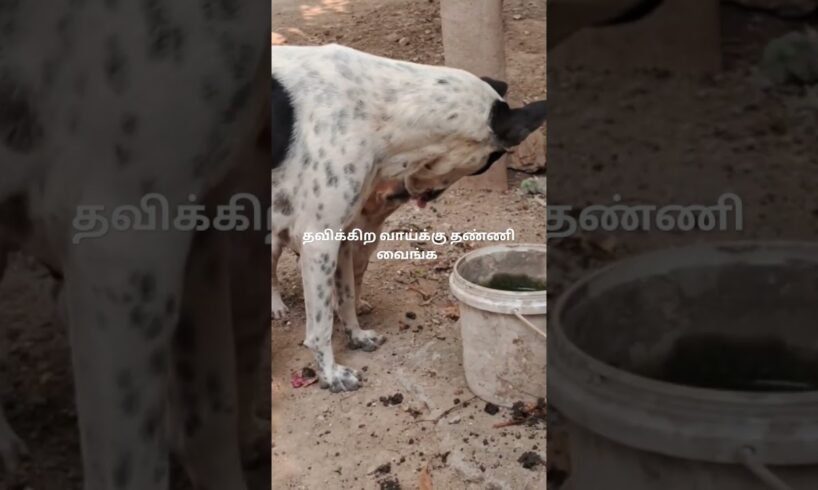 #shorts # தாகத்துக்கு தண்ணி வையுங்க 🍵🍵#streetdogs #viral #trending #cute puppies #ytshorts🐕🐕