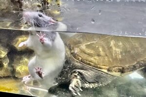 unbelievable Turtle snapping Rats neck cries overkill fight