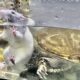 unbelievable Turtle snapping Rats neck cries overkill fight