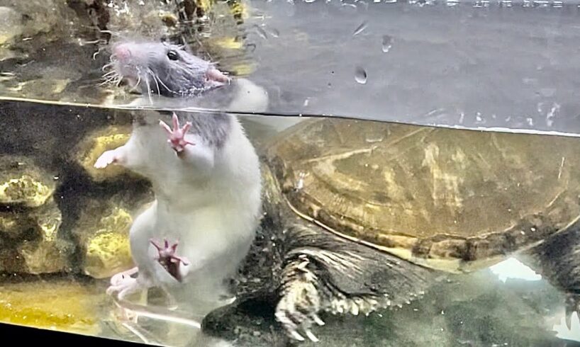 unbelievable Turtle snapping Rats neck cries overkill fight