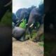 wild elephants angry movement 😱 #wildlife #elephant #shorts