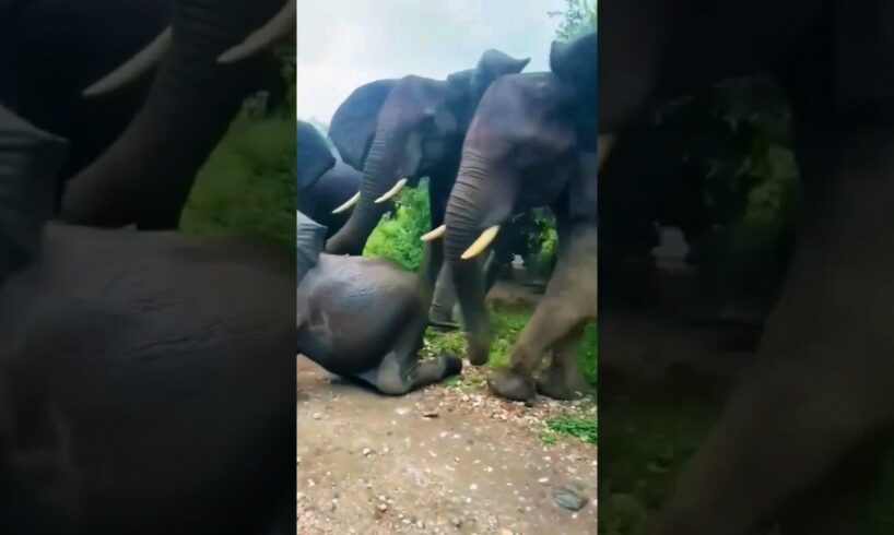 wild elephants angry movement 😱 #wildlife #elephant #shorts