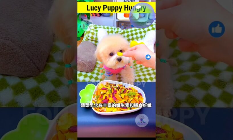 लूसी को मज़ा आया 🐶 Cute puppy eating food  | cutest puppy on youtube shorts #dogcare #cutestdogs