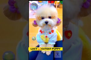लूसी पार्टी में जाएगी 🐶 Cute puppy dress up  | cutest puppy on youtube shorts #dogcare #cutestdogs