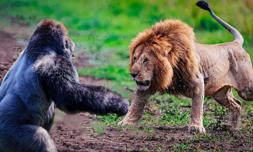 জঙ্গলে হয়ে গেল প্রাণীদের মধ্যকার একটা তুমুল যুদ্ধ || Craziest Animal Fights of All Time.
