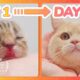 【 Spam This Movie to Who Doesn't Like Cat !!】 Kitten Grow Complete Different in 100 Days
