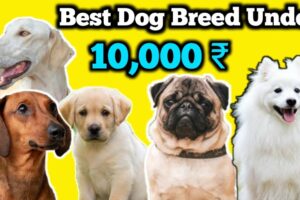10 ಸಾವಿರದ ಒಳಗೆ ನಮ್ಮ ಕರ್ನಾಟಕದಲ್ಲಿ ಯಾವ Breed Dogs ಸಿಗುತ್ತದೆ ನೋಡಿ | Top 5 Best Dog breed Under 10,000
