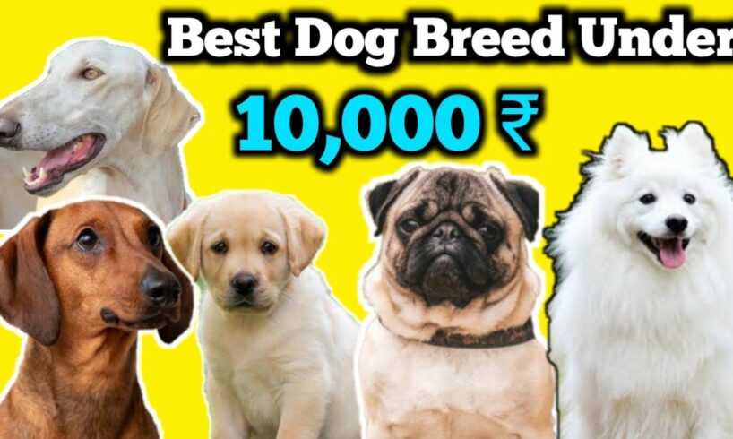 10 ಸಾವಿರದ ಒಳಗೆ ನಮ್ಮ ಕರ್ನಾಟಕದಲ್ಲಿ ಯಾವ Breed Dogs ಸಿಗುತ್ತದೆ ನೋಡಿ | Top 5 Best Dog breed Under 10,000