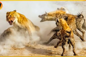 15 Crazy Moments! Hyena Vs Lion Fight To The Last Breath Part 2 | Animal World